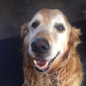 Meet your Posher, Angel